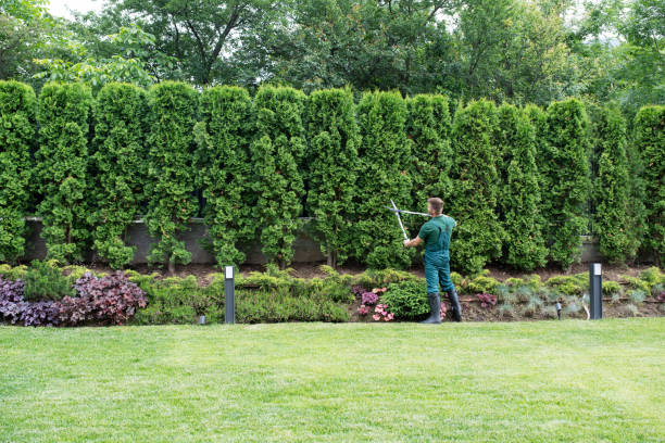 Lawn Renovation and Restoration in Ovid, MI